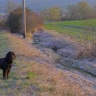 Morgenspaziergang mit Wicky-Emily (paseo de la mañana con Wicky-Emily)