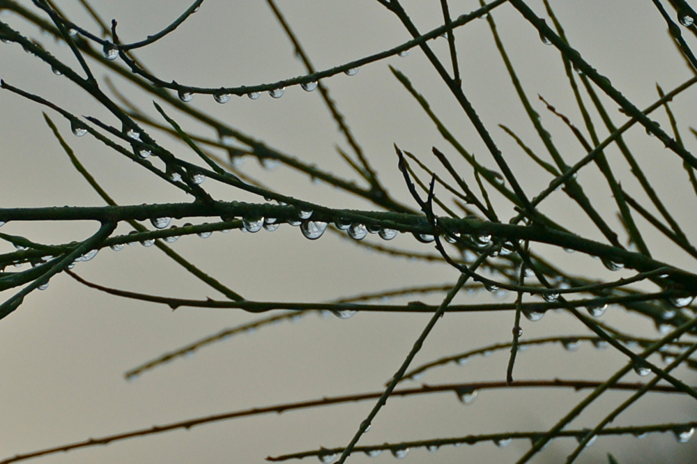 Morgenspaziergang ums Zelt (2)