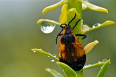 Morgenspaziergang ums Zelt - Lycidae spec. (1)