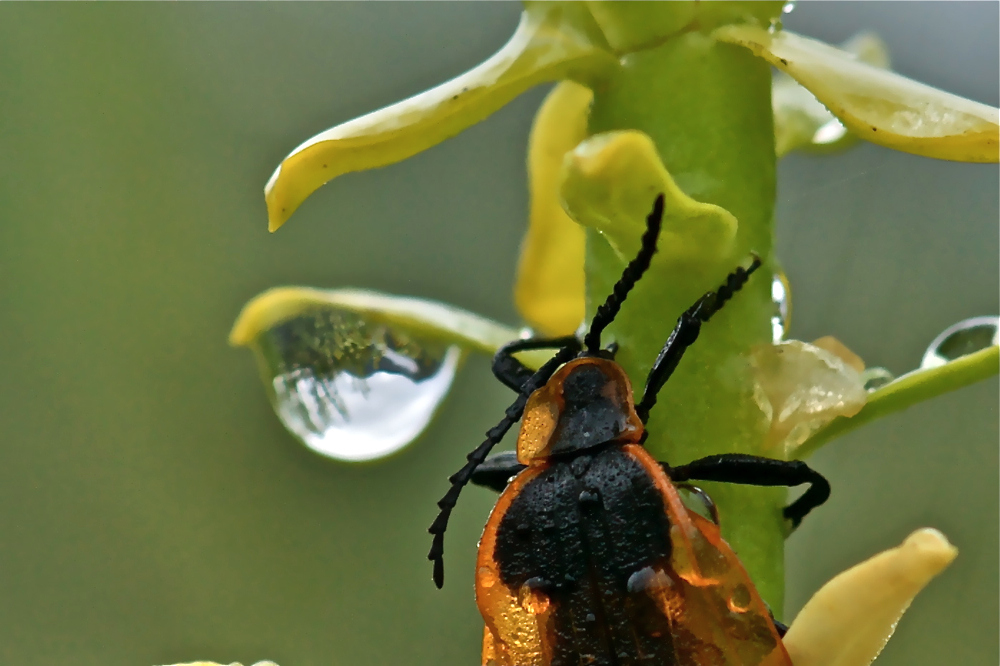 Morgenspaziergang ums Zelt - Lycidae spec. (2)