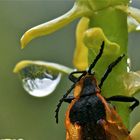 Morgenspaziergang ums Zelt - Lycidae spec. (2)