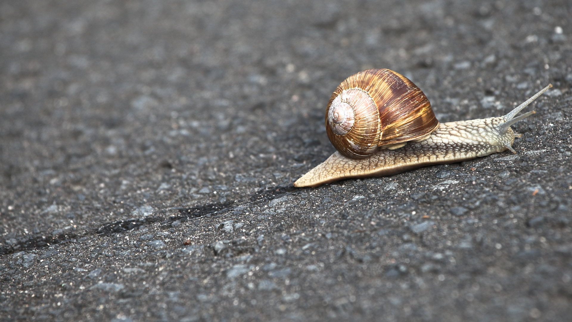 Morgenspur der Schnecke