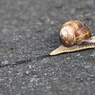 Morgenspur der Schnecke