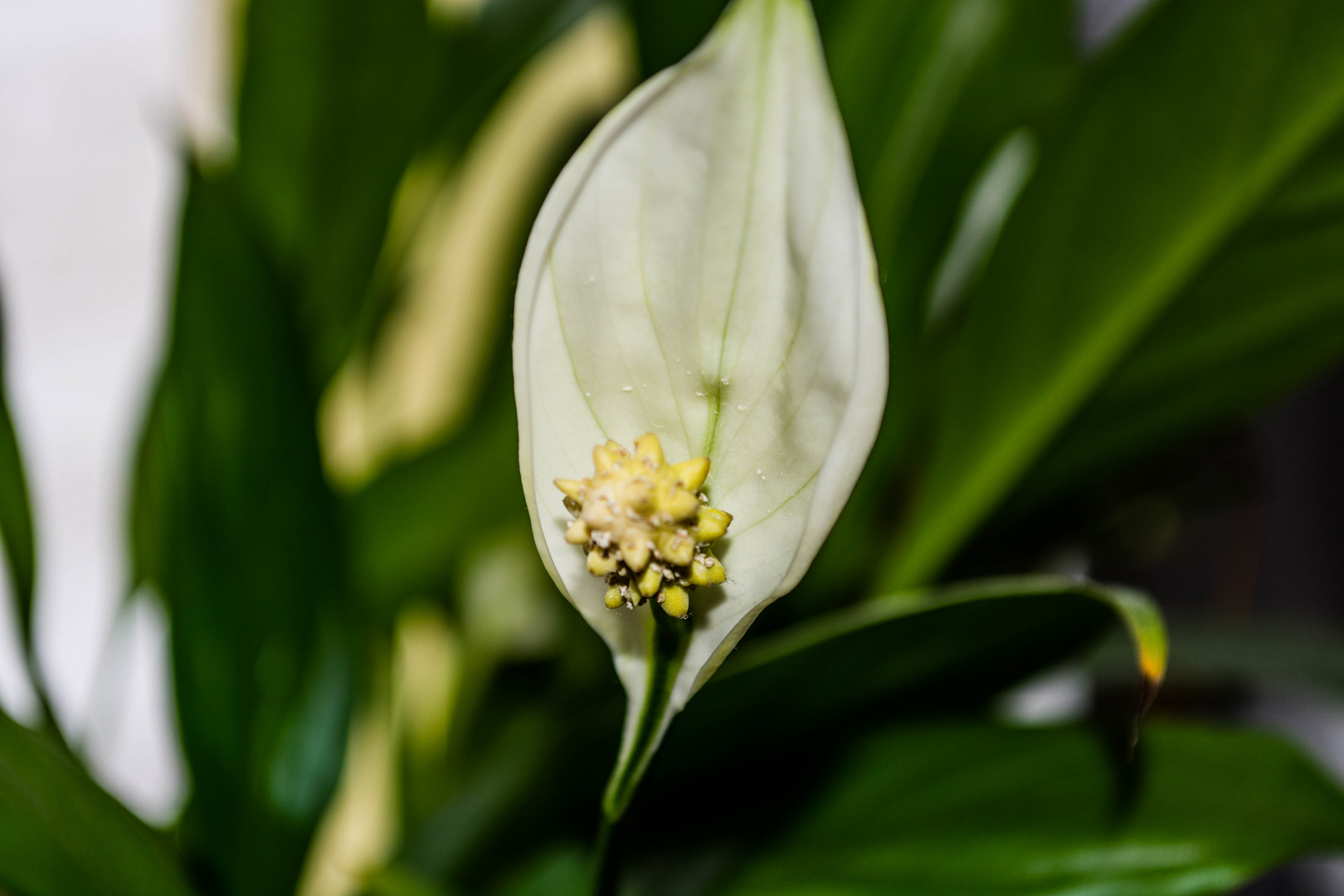 Morgenstern Blüte