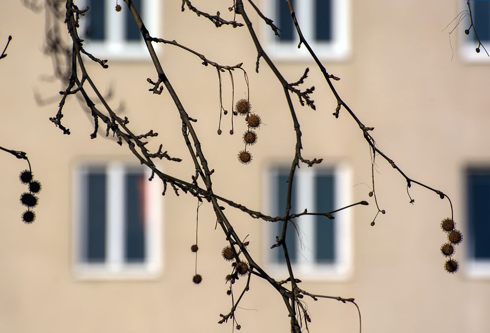 morgensternchen