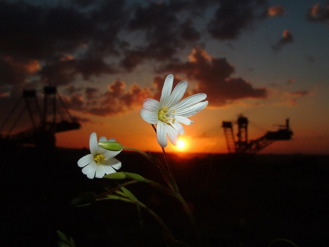 Morgensternchen vor Abendsonne