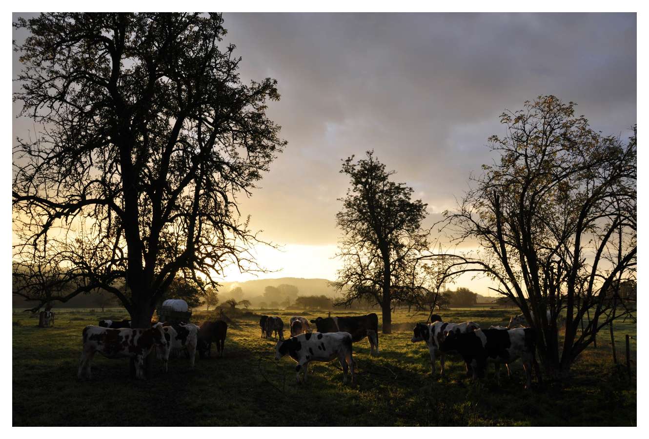 Morgenstille im Ahrtal