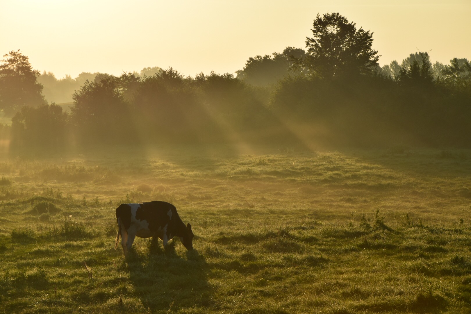 Morgenstimmung