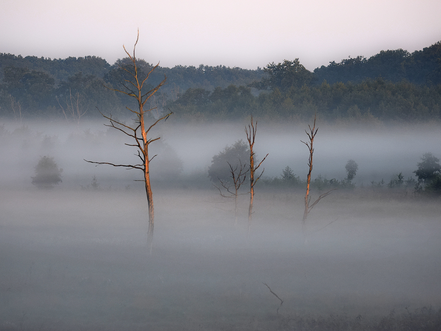 Morgenstimmung