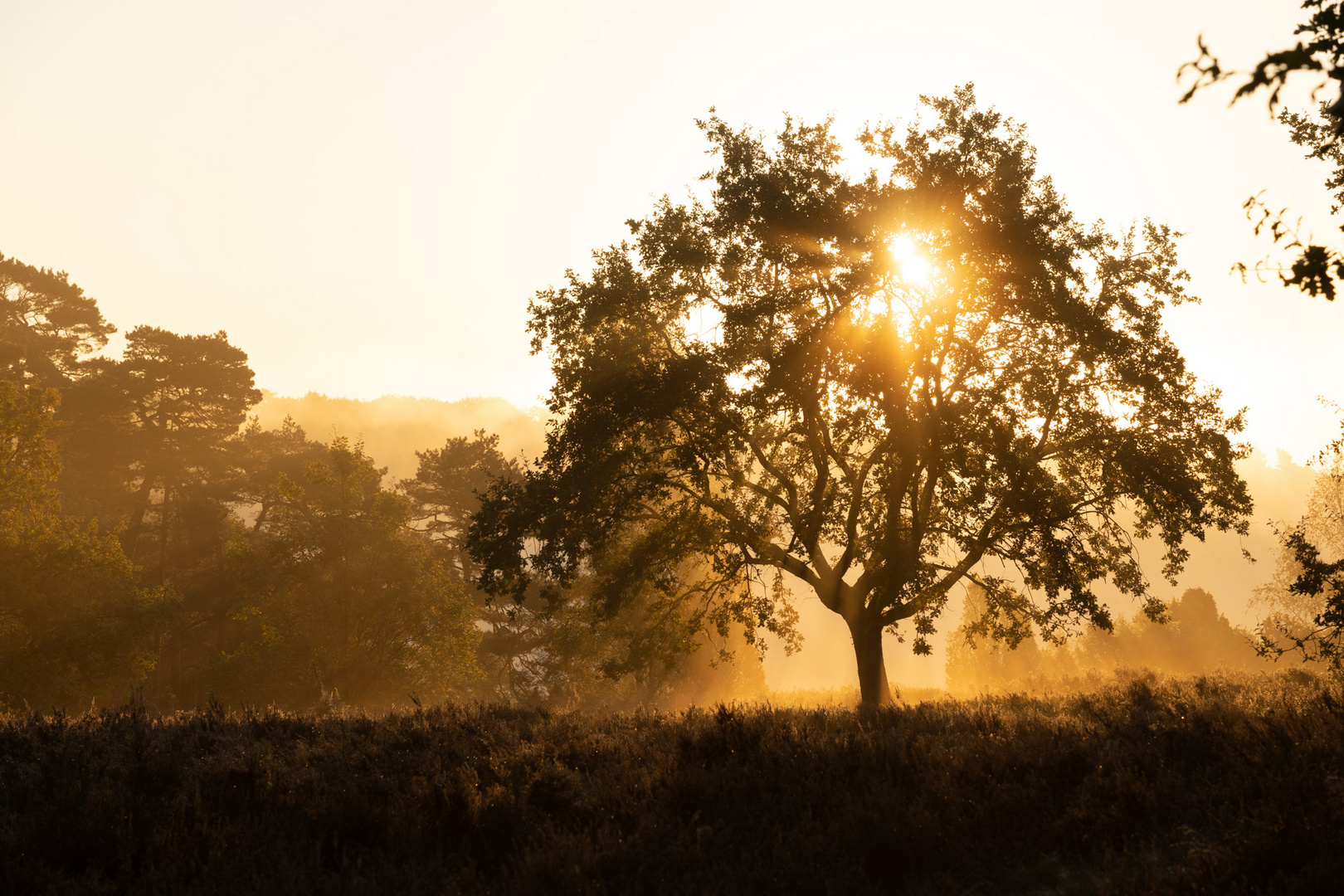 Morgenstimmung