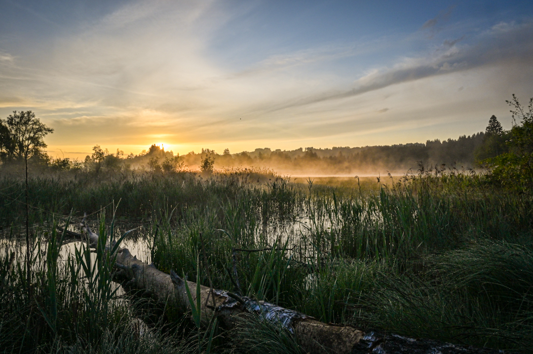 Morgenstimmung 