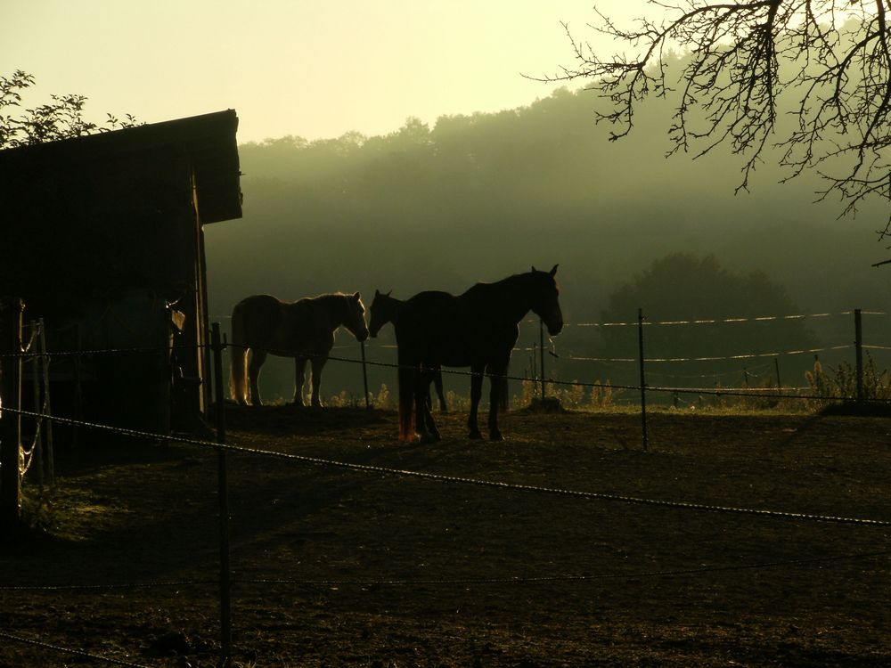 Morgenstimmung von Haremei 