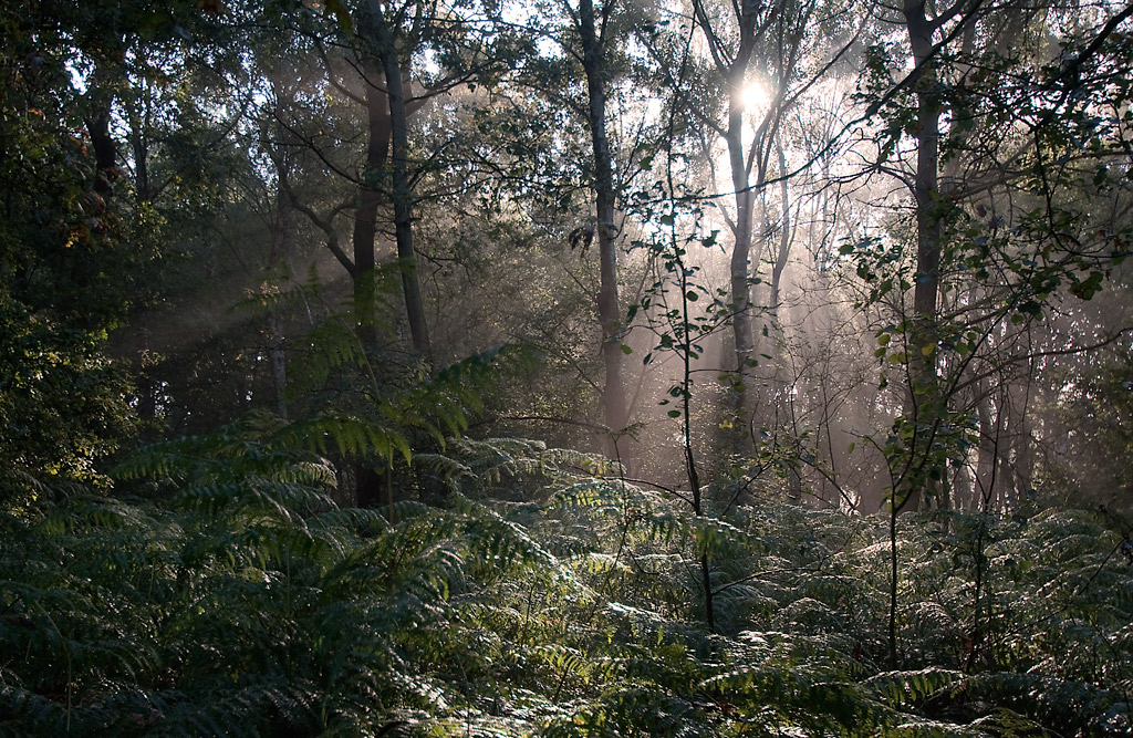 Morgenstimmung