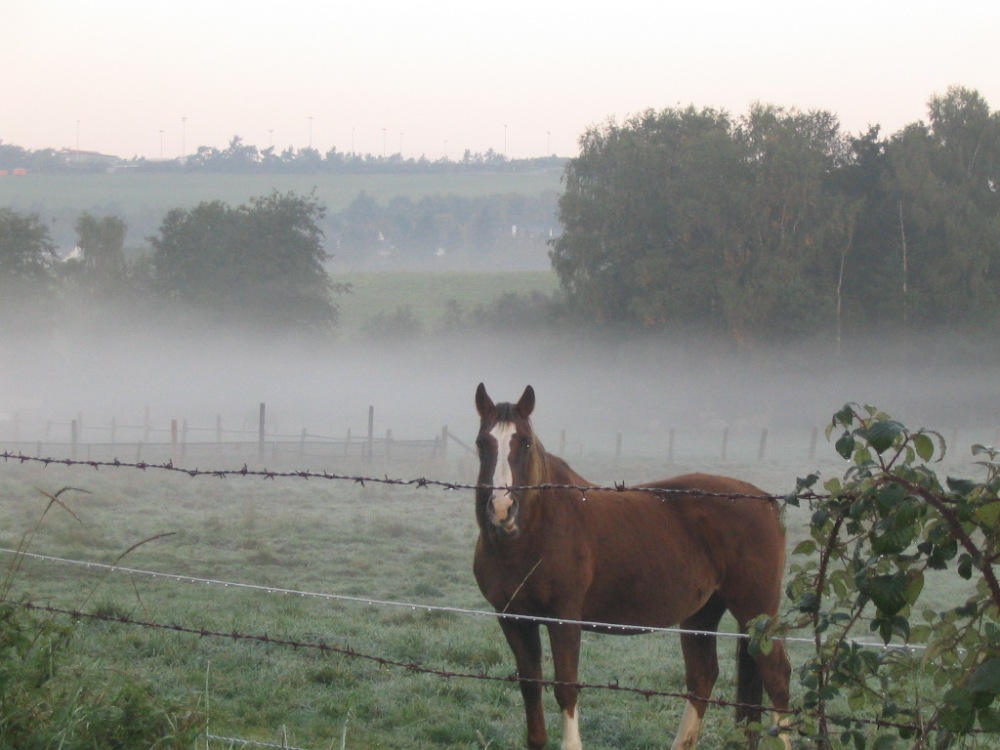 Morgenstimmung