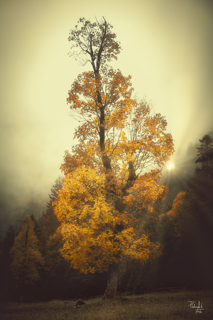 Morgenstimmung am Ahornboden