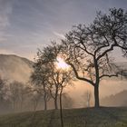 Morgenstimmung am Attersee