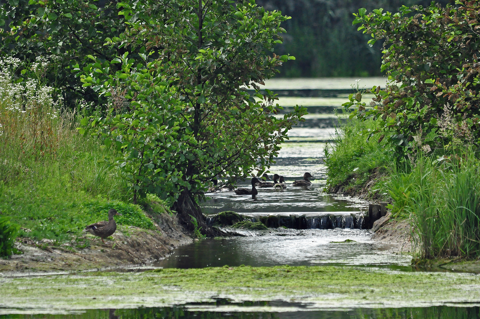 am Boisdorfer See im Marienfeld Foto & Bild landschaft