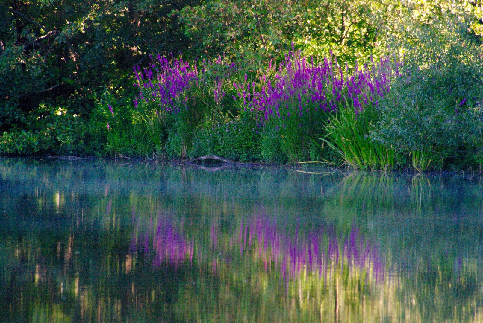 Morgenstimmung am Bramfelder See