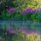 Morgenstimmung am Bramfelder See