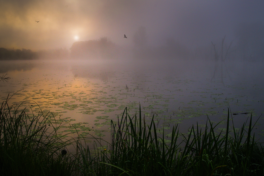 Morgenstimmung am Donaualtwasser