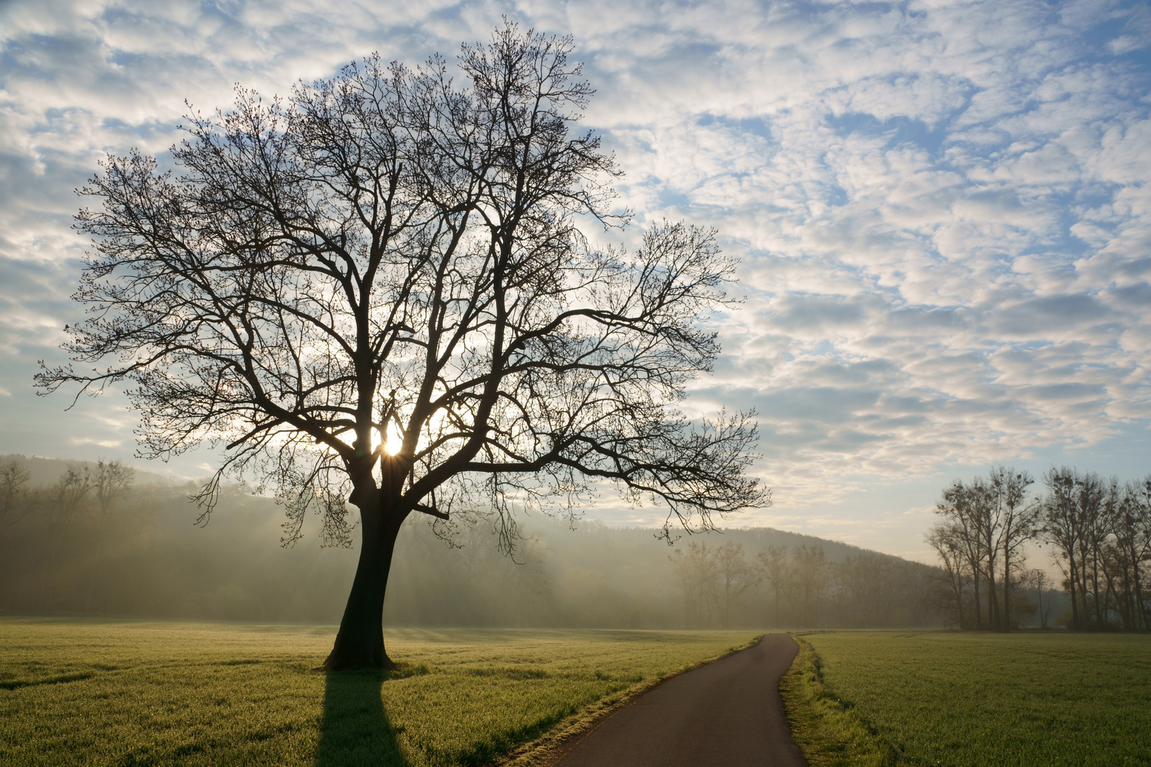 Morgenstimmung am Elsterradweg