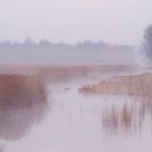 Morgenstimmung am Federsee