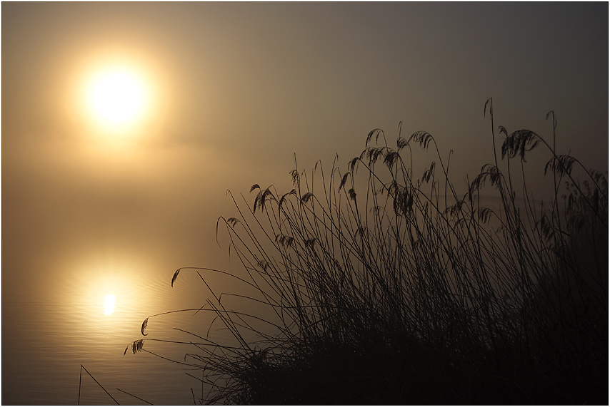 Morgenstimmung am Federsee