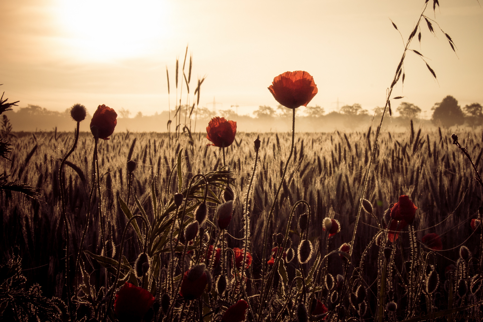 Morgenstimmung am Feld