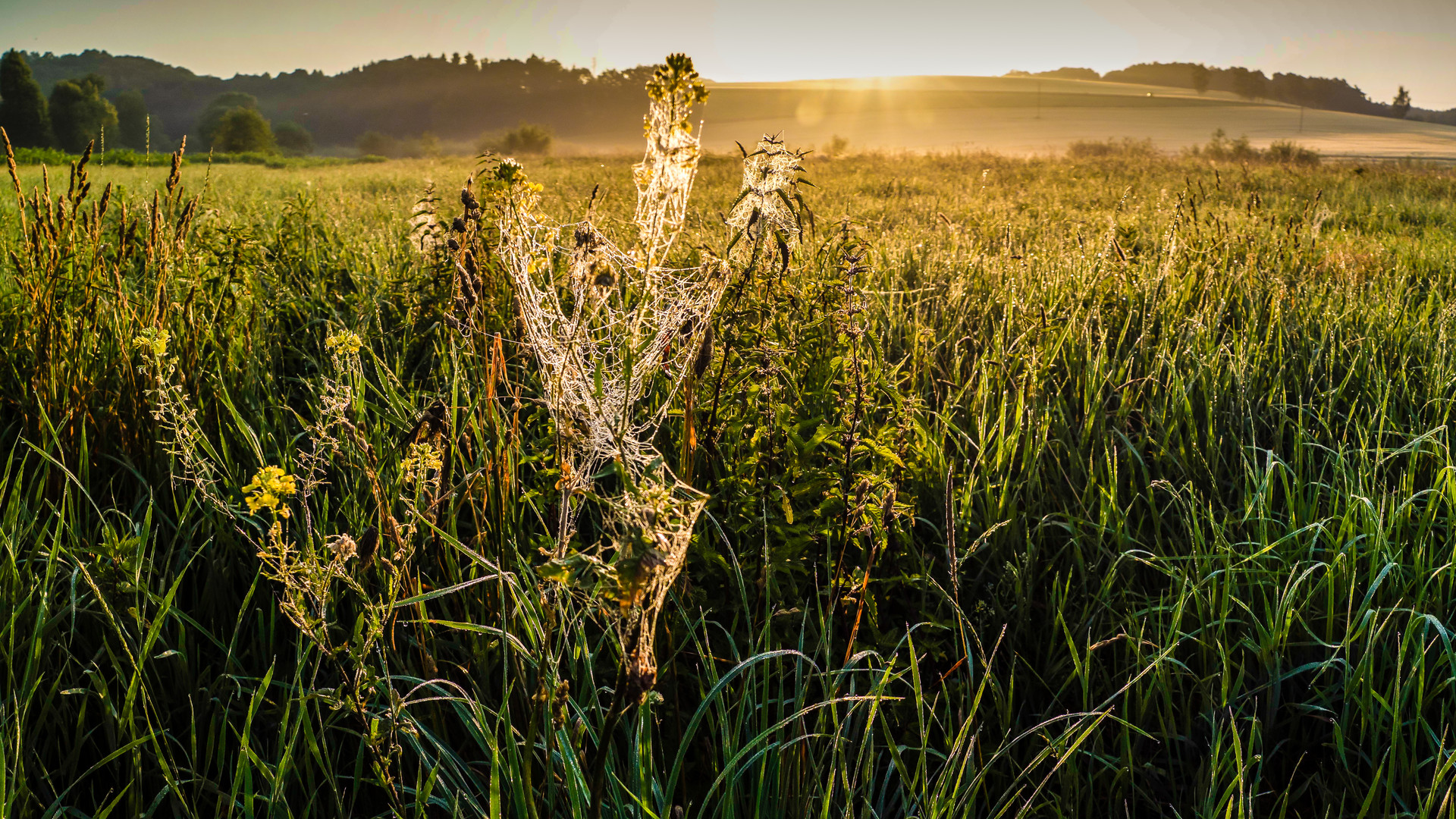 Morgenstimmung am Fluß