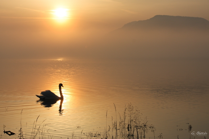 Morgenstimmung am Forggensee