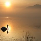 Morgenstimmung am Forggensee