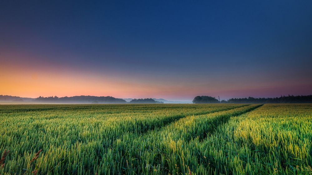 Morgenstimmung am Getreidefeld