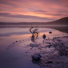 Morgenstimmung am Gorinsee