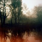 Morgenstimmung am Greifensee ( Schweiz)