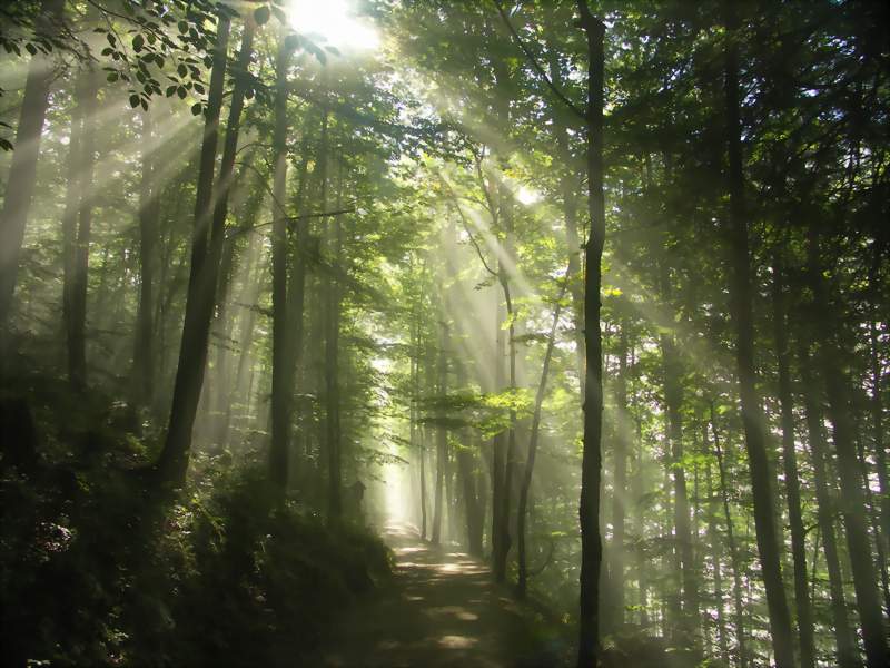 Morgenstimmung am Königssee