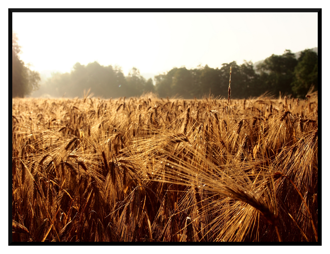 Morgenstimmung am Kornfeld