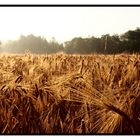 Morgenstimmung am Kornfeld