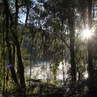 Morgenstimmung am Lake Matheson (Neuseeland)