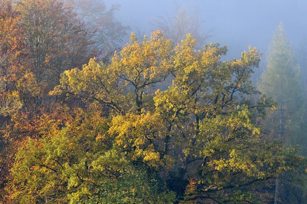 Morgenstimmung am letzten Oktobersonntag