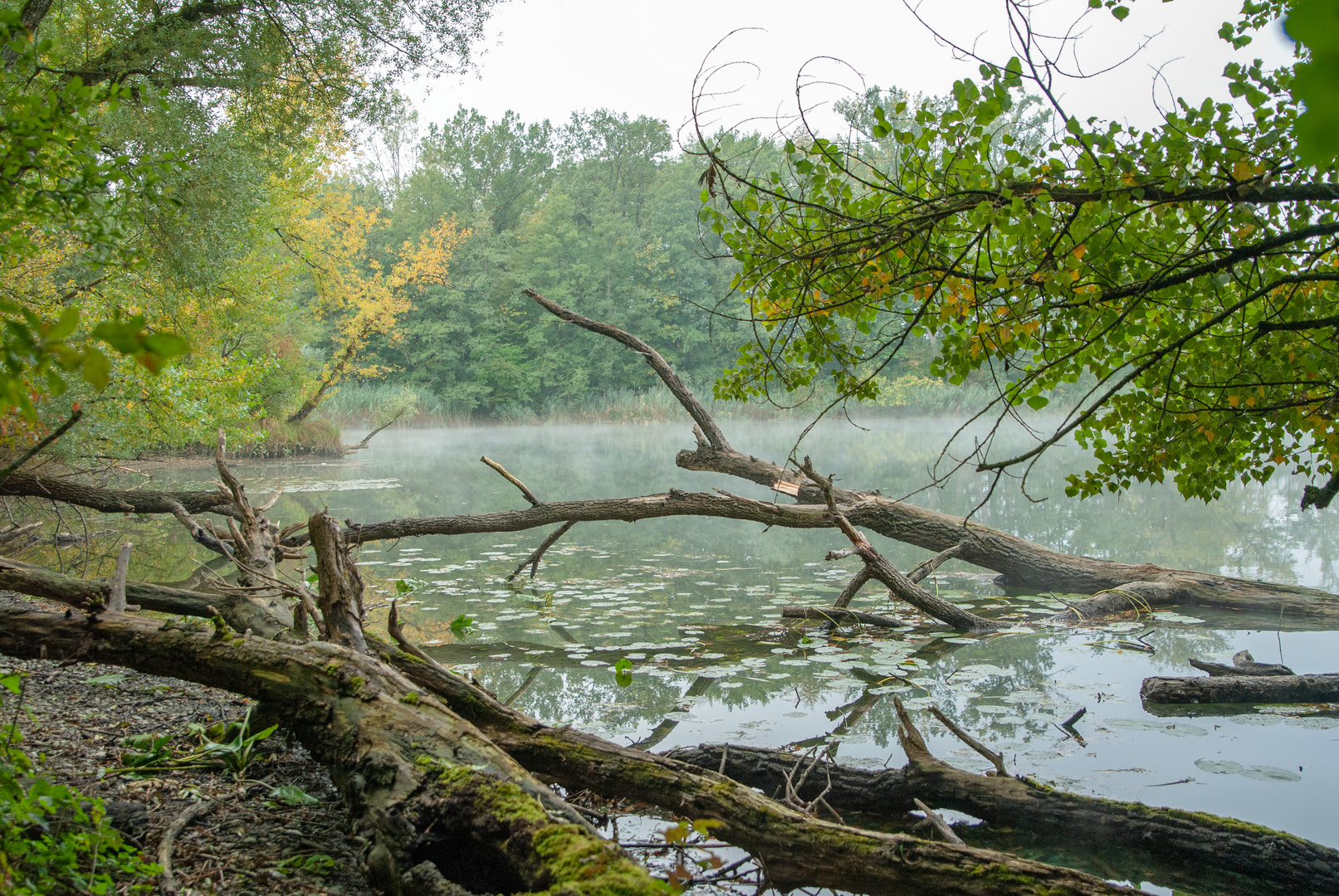 Morgenstimmung am Meienriedseeli