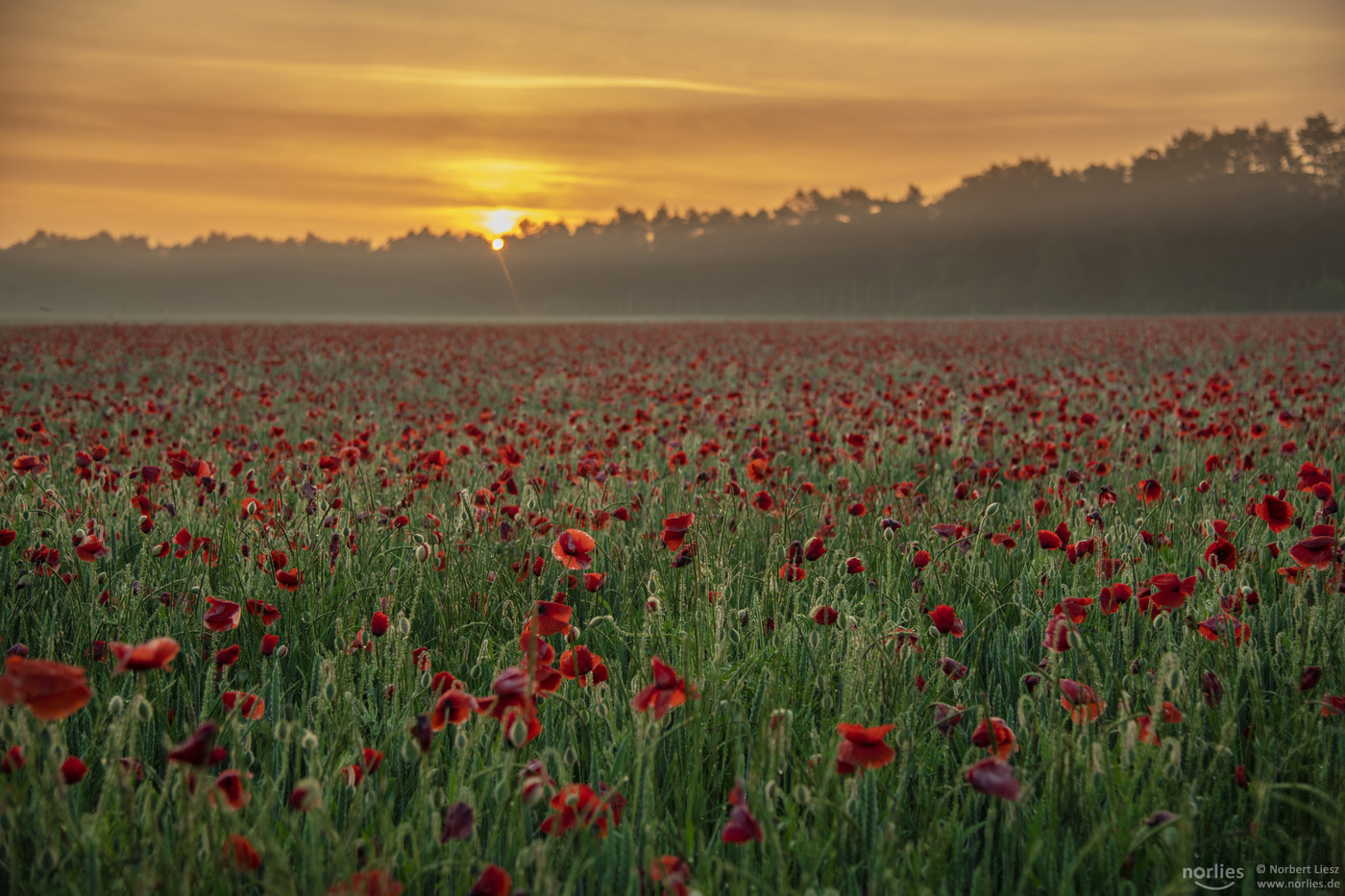 Morgenstimmung am Mohnfeld