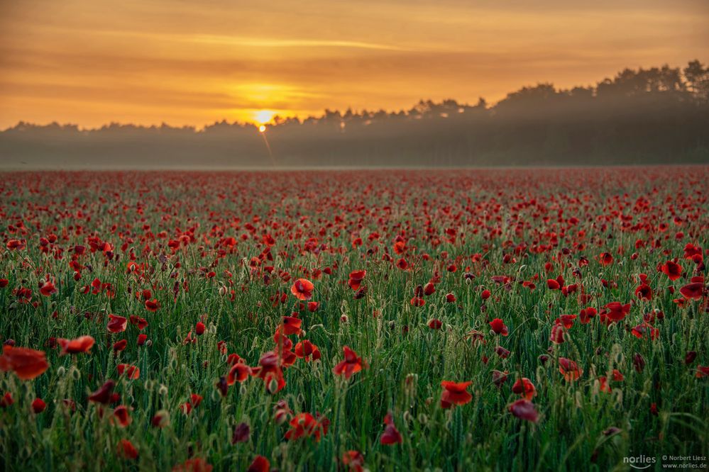 Morgenstimmung am Mohnfeld