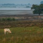 Morgenstimmung am Niederrhein