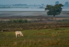 Morgenstimmung am Niederrhein