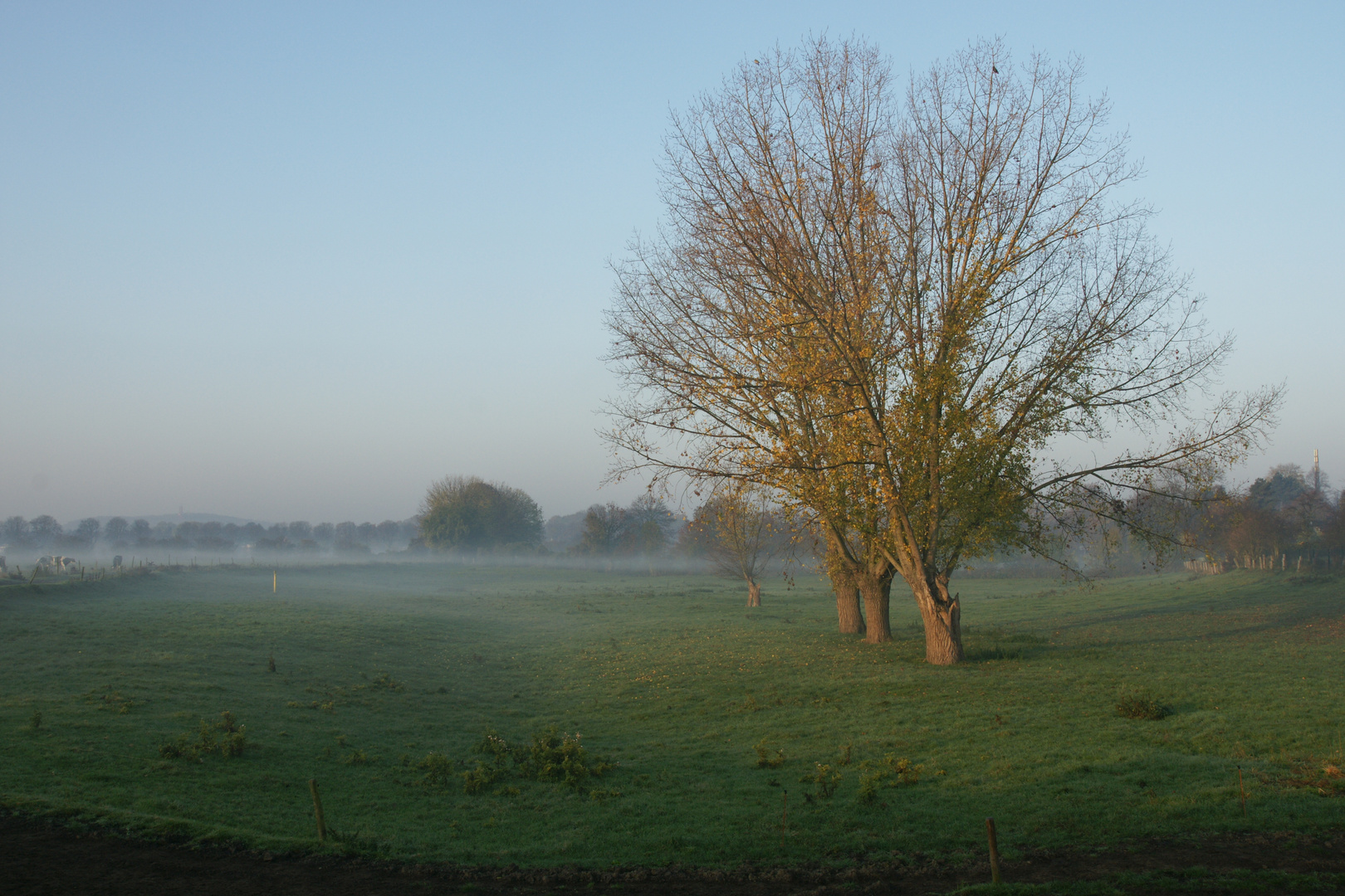 Morgenstimmung am Niederrhein