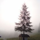 Morgenstimmung am Obersalzberg