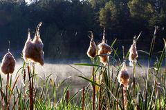 Morgenstimmung am Quitzdorfer See 2