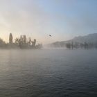 Morgenstimmung am Rhein