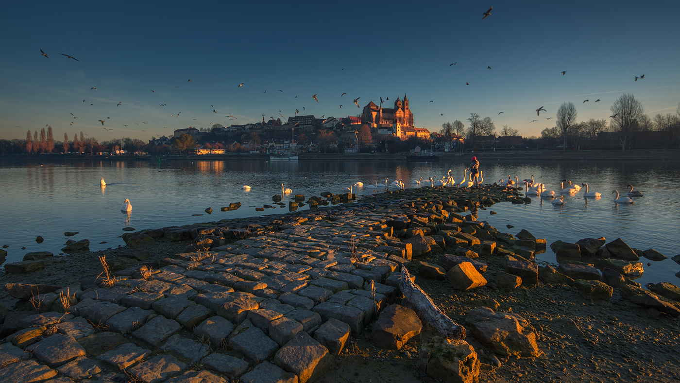 Morgenstimmung am Rhein