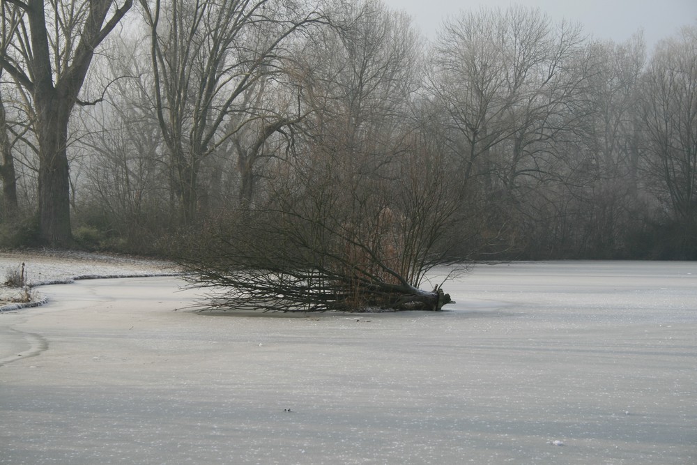 Morgenstimmung am See